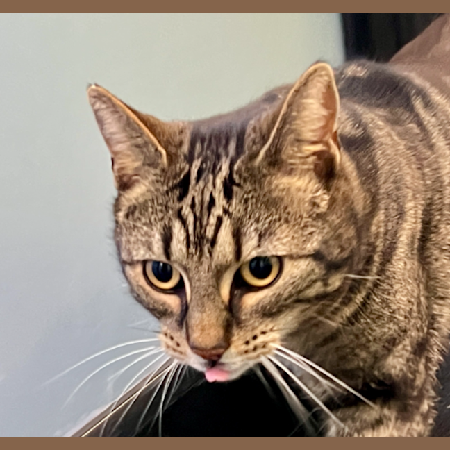 Photo of Coda