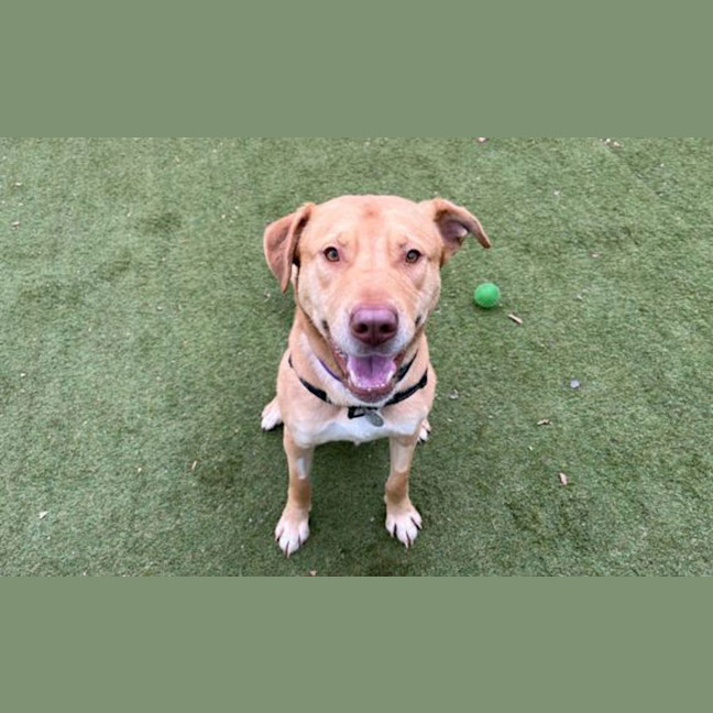 Photo of Whisky