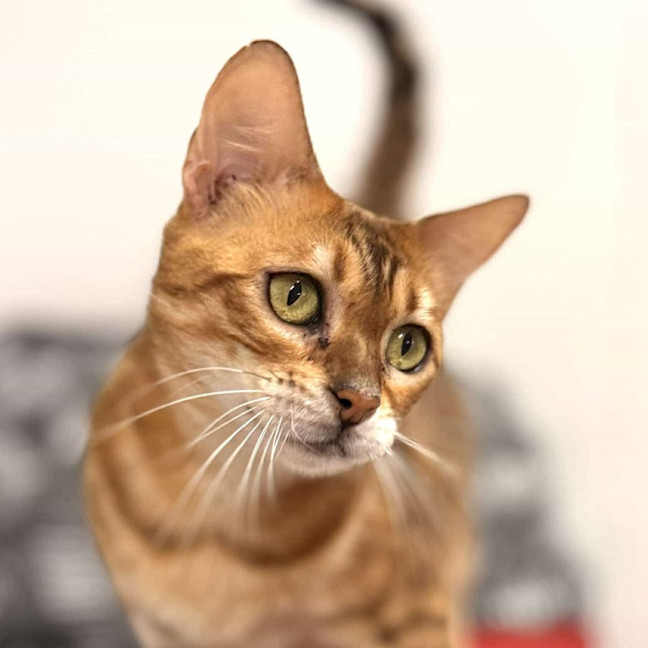 Photo of Clover   Located In Keilor Downs