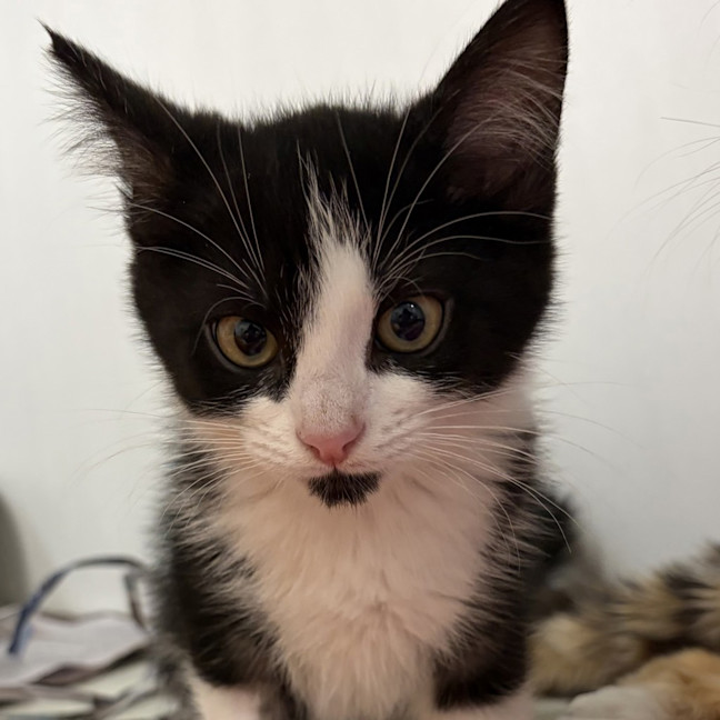 Photo of Titch