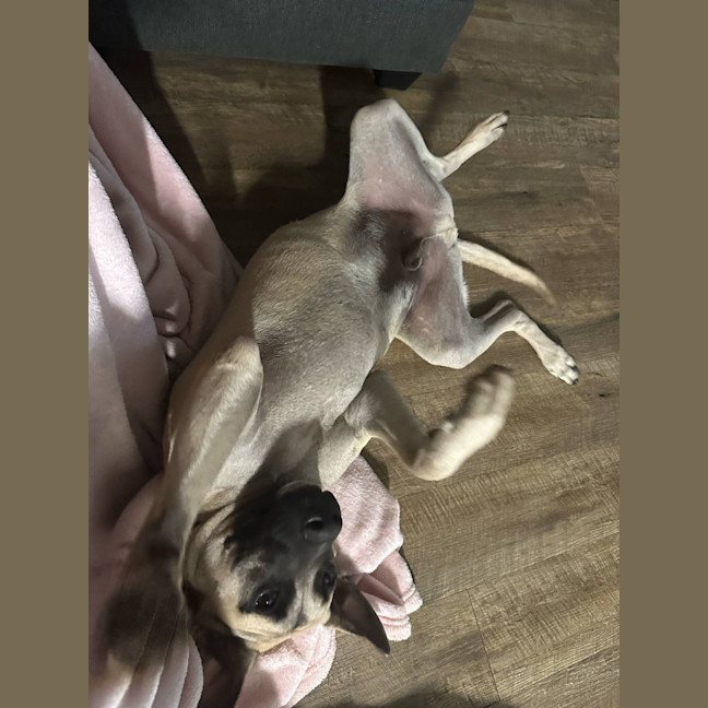 Photo of Marcel (Max)