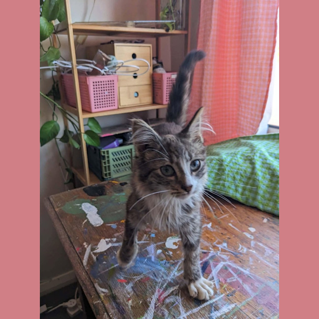 Photo of Teddy   In Foster Care In Thornbury
