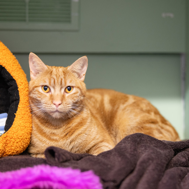 Photo of Cinnamon