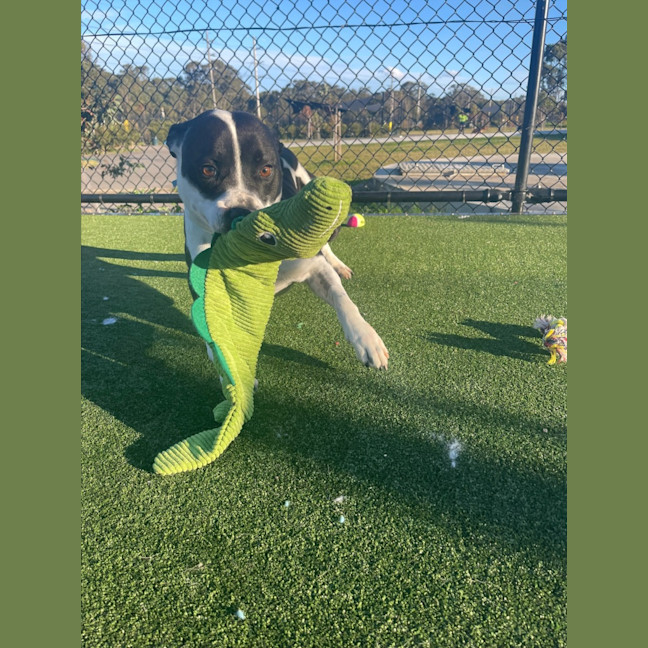 Photo of Stanley Imp 1294