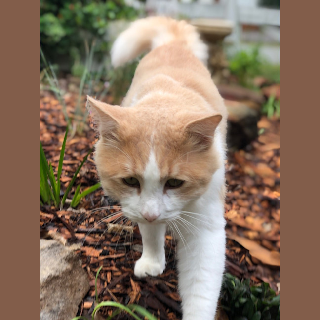 Photo of Pickles