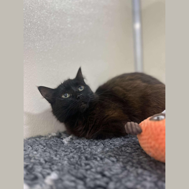 Photo of 🌱 Petunia 5628 🌱