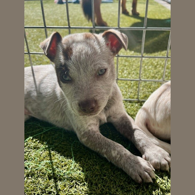 Photo of D1175 Candy