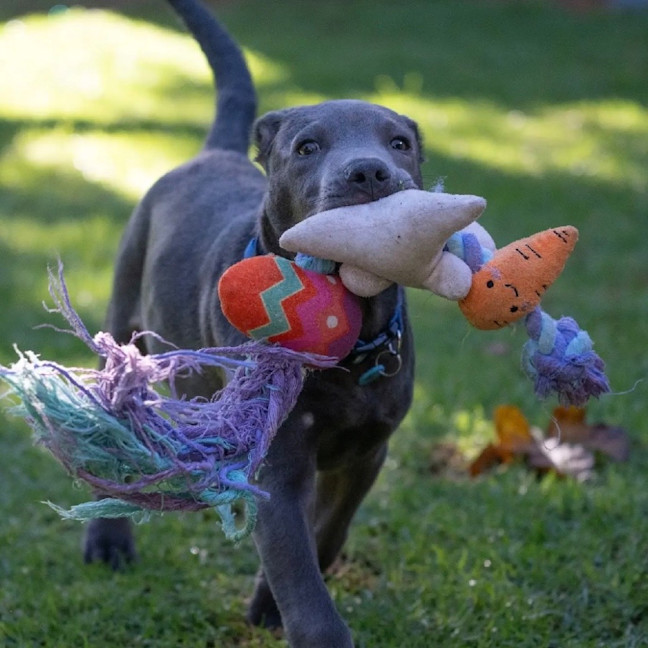 Photo of Blaze