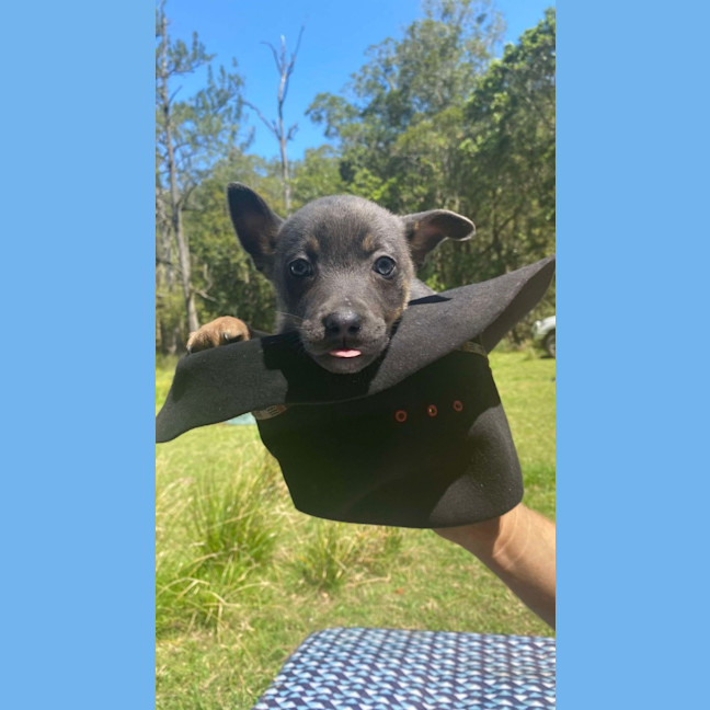 Photo of Pepper   8 Week Old Kelpie X (Trial)