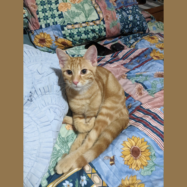 Photo of Tigger