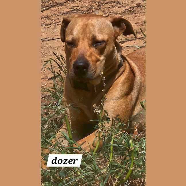 Photo of Dozer