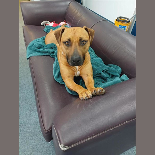Photo of Honey