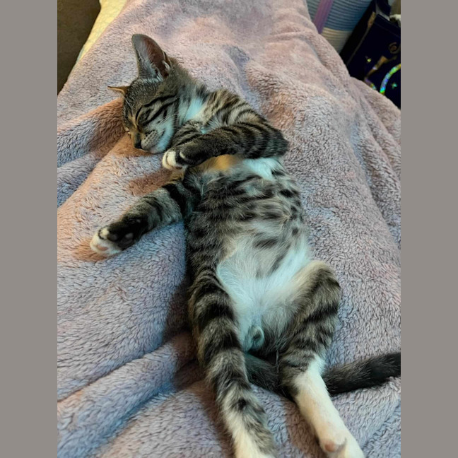 Photo of Loki