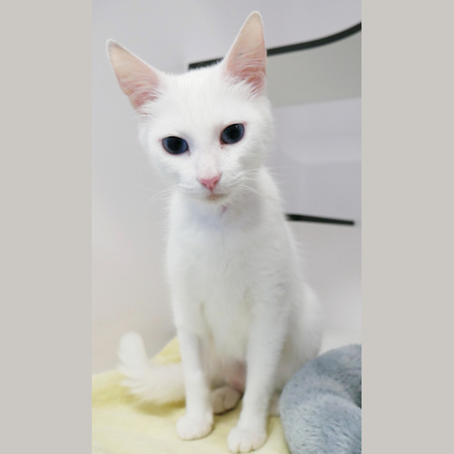 Photo of Ivory Rsta015164