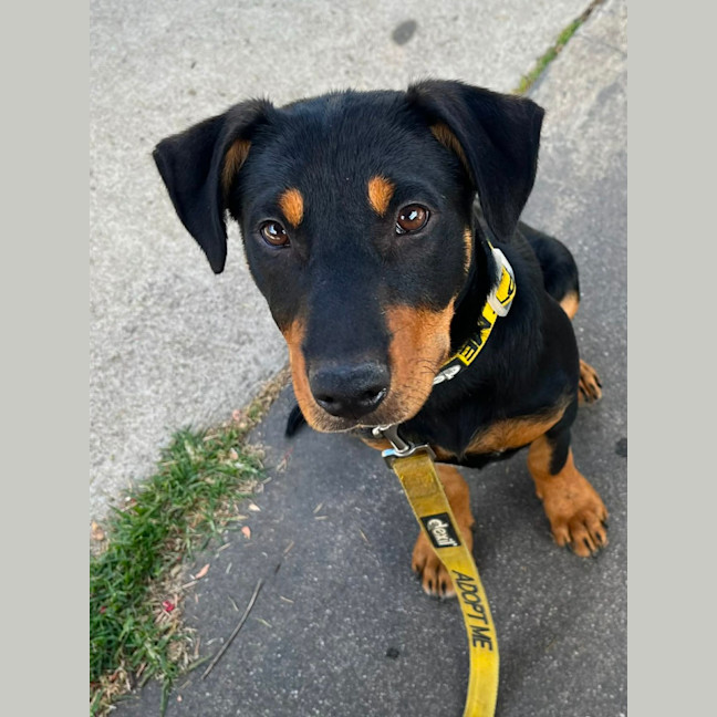 Photo of Rex