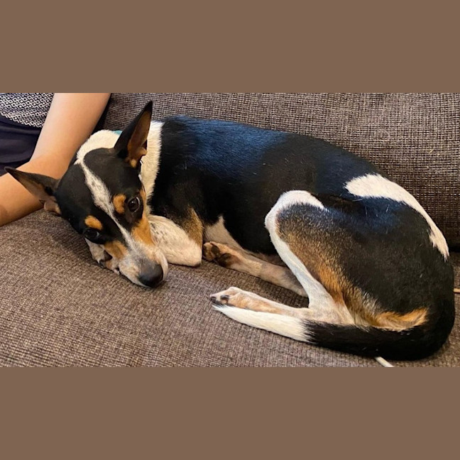 Photo of Pepsi (Was Audrey)