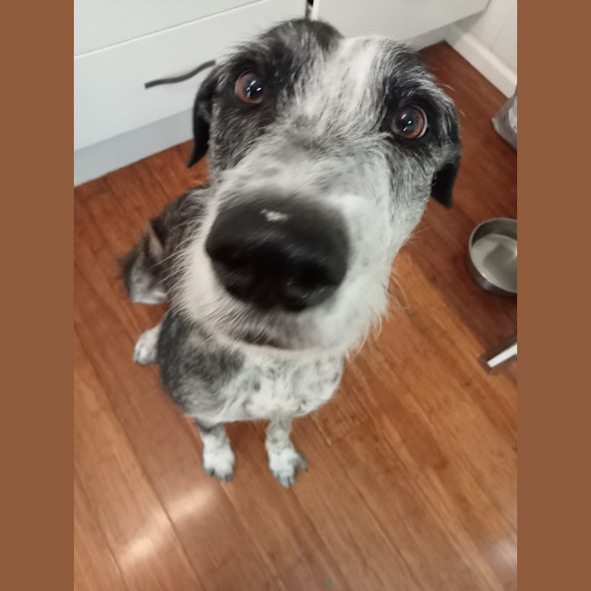 Photo of Jethro   3 Year Old Wolfhound X