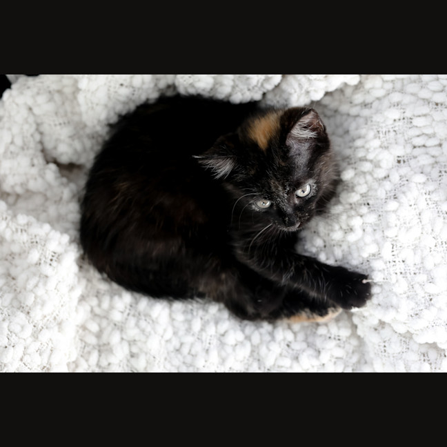 Photo of Myrtle