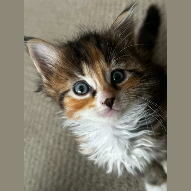Photo of Pretzel 🥨