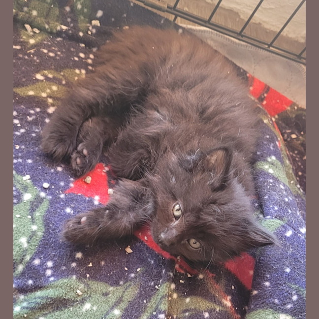 Photo of 💗 Annie 💗