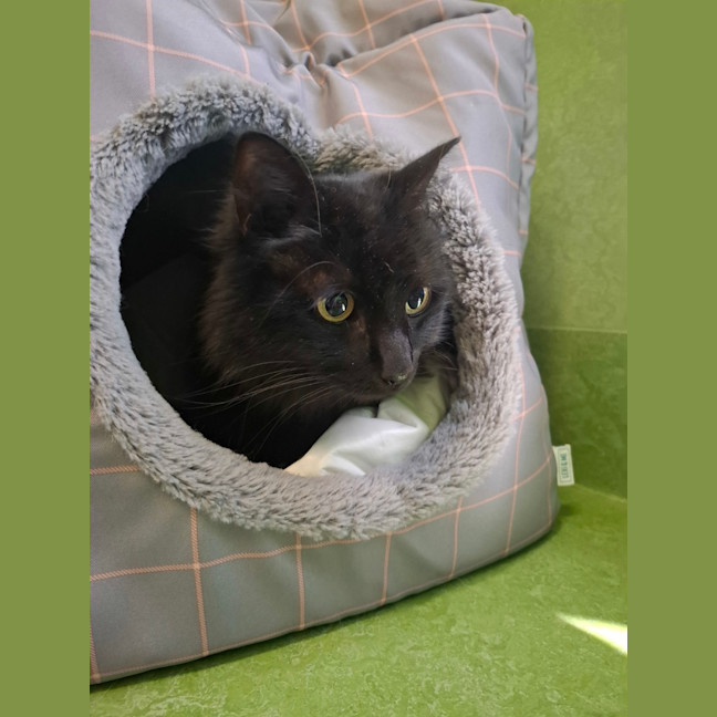 Photo of Bruce (Bonded With Tormund)