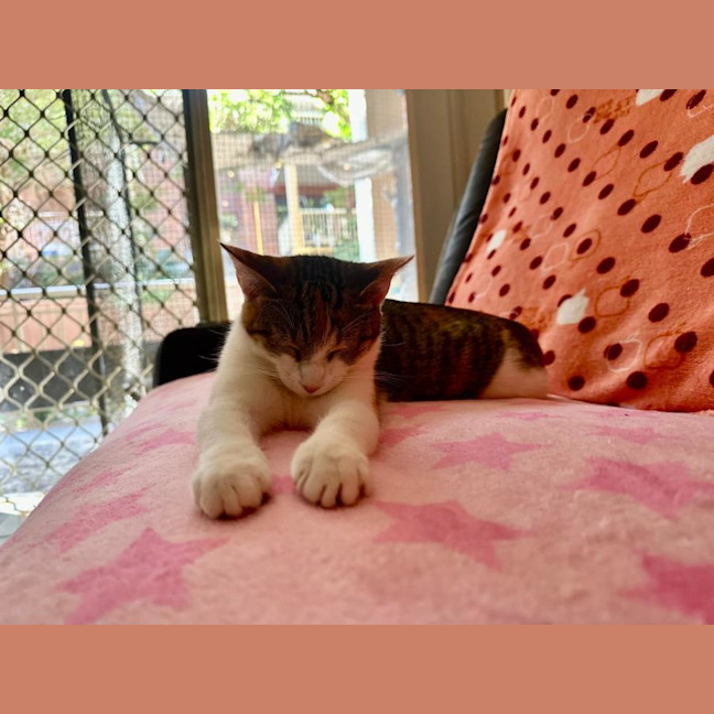 Photo of Lady