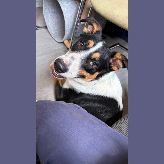 Photo of Beau