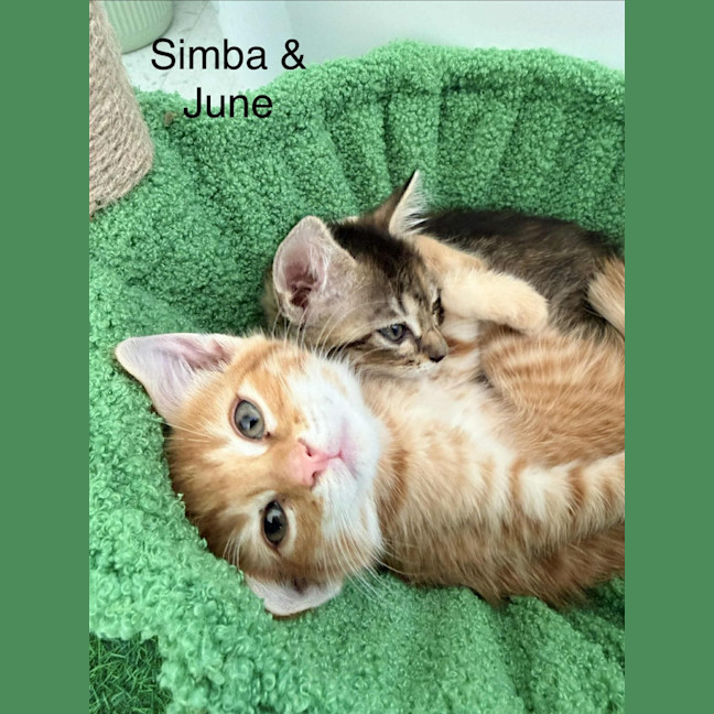 Photo of June & Simba 