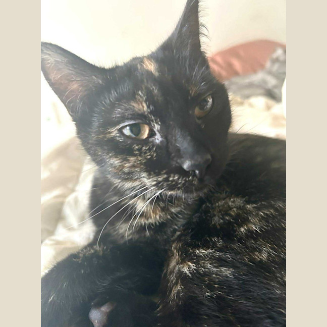 Photo of Pepper