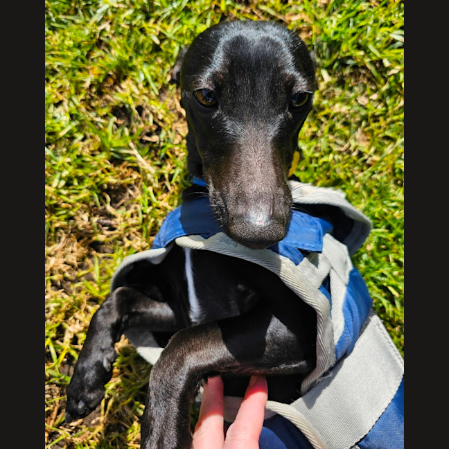 Photo of Twinkie