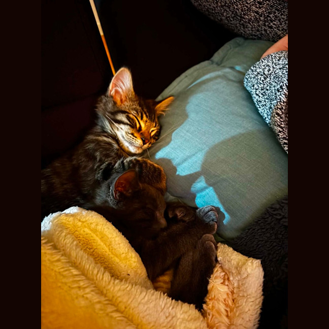 Photo of Chook & Goose