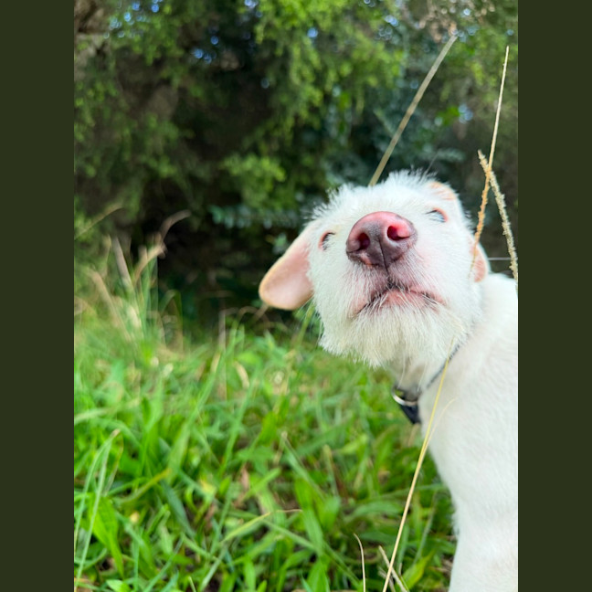 Photo of Pearl