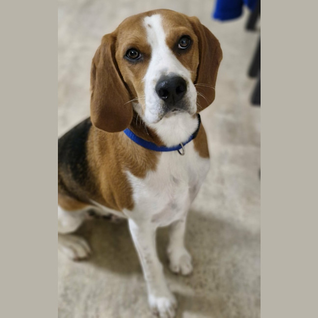 Photo of Obi