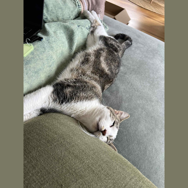 Photo of Fred   In Foster Care In Northcote