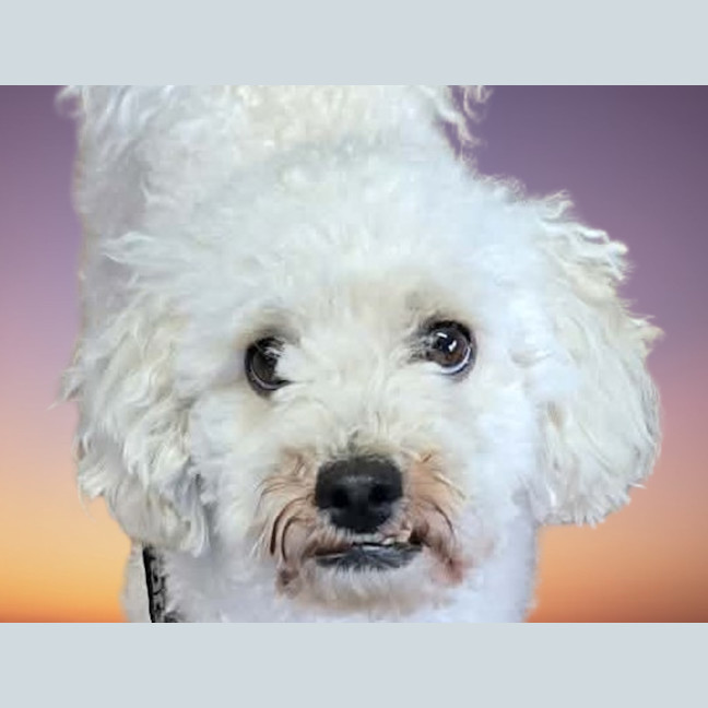 Photo of Buddy