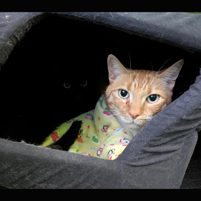 Photo of Charlie (Bonded With Timmy)