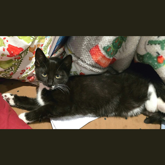Photo of Badger