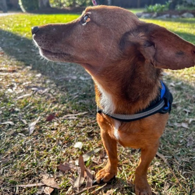 Photo of Solo
