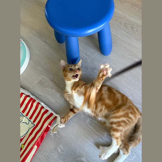 Photo of Peanut