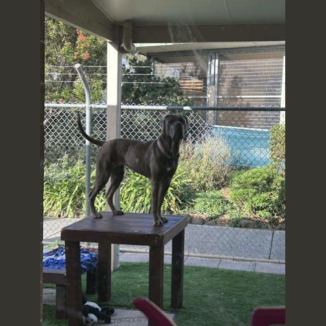 Photo of Luna