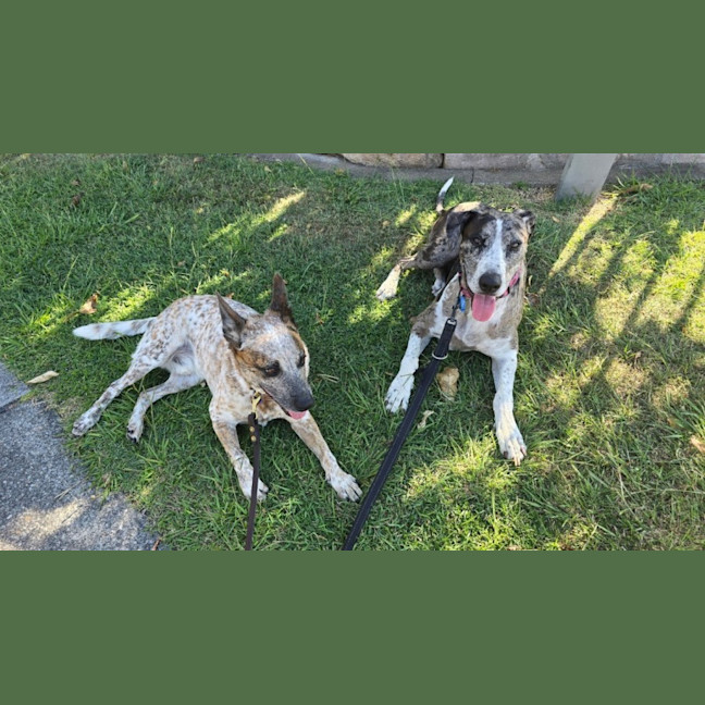 Photo of Truffles *$150 Adoption Fee*