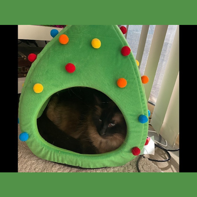 Photo of Lulu