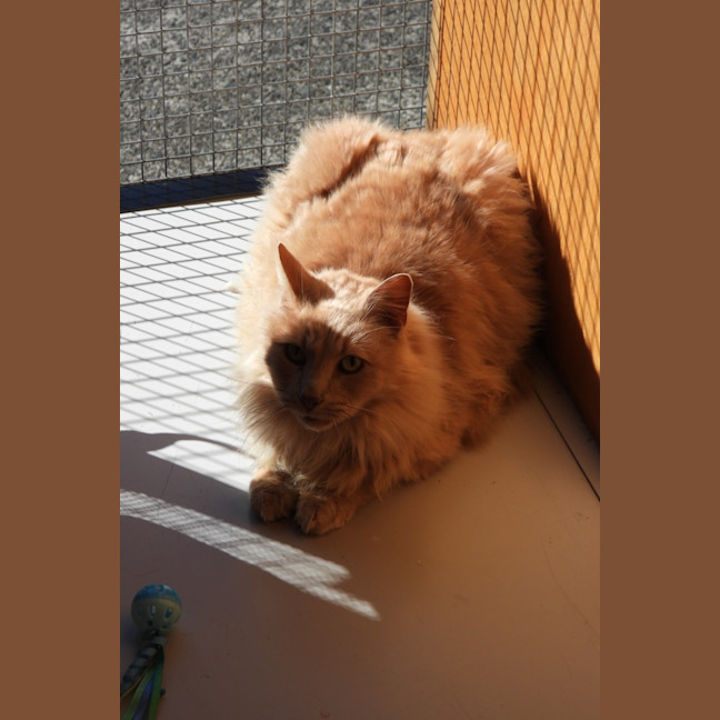 Photo of Ginger Megs