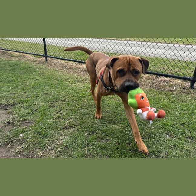 Photo of Chops