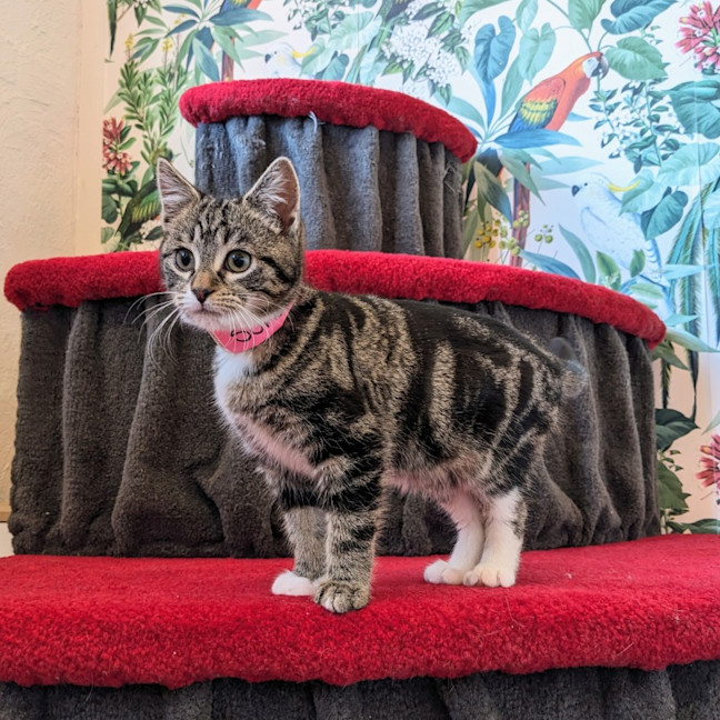 Photo of Sundae   Located In Preston 