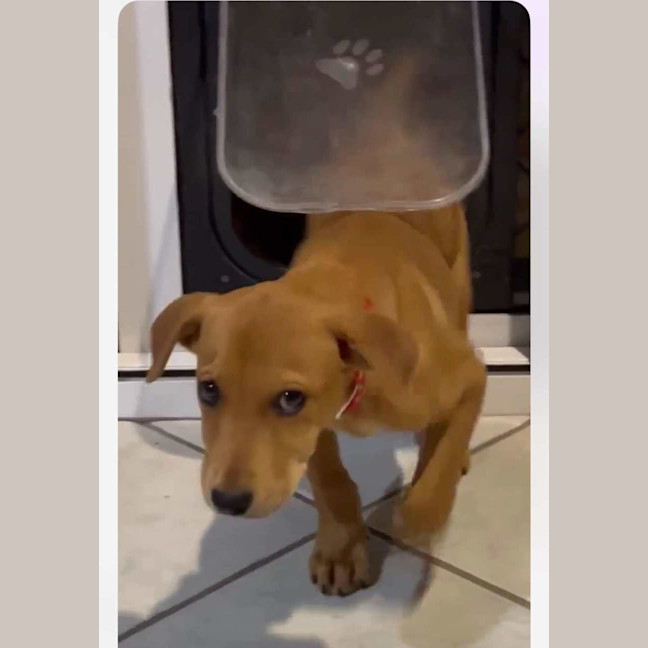 Photo of Honey