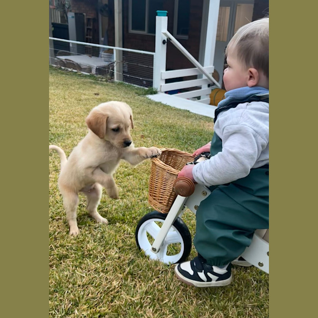 Photo of Maple Woods