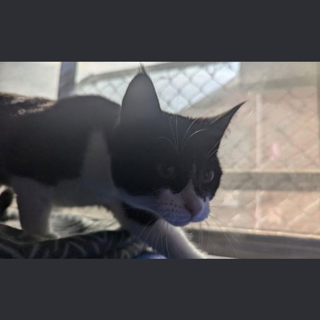 Photo of Sesame