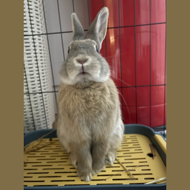 Photo of Peach Unity