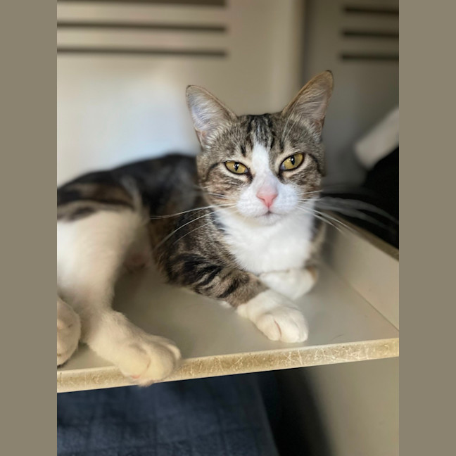 Photo of Possum  Meet Me At Pe Tstock Milperra!